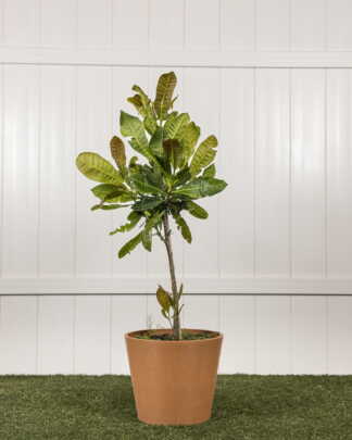 Cashew Nut Tree