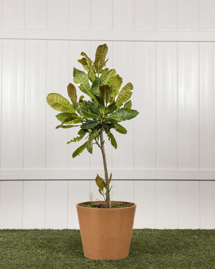 Casu Net Tree Cashew Nut Tree | PlantVine