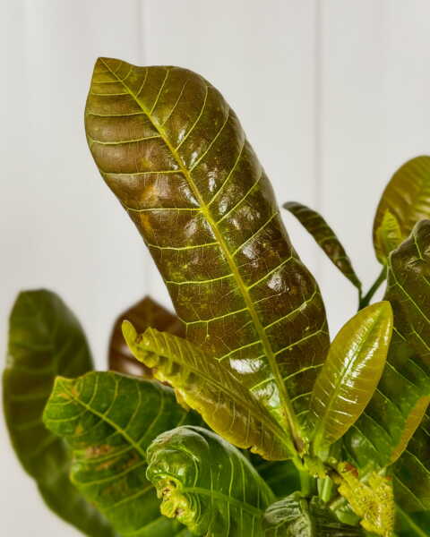 Foliage Foliage
