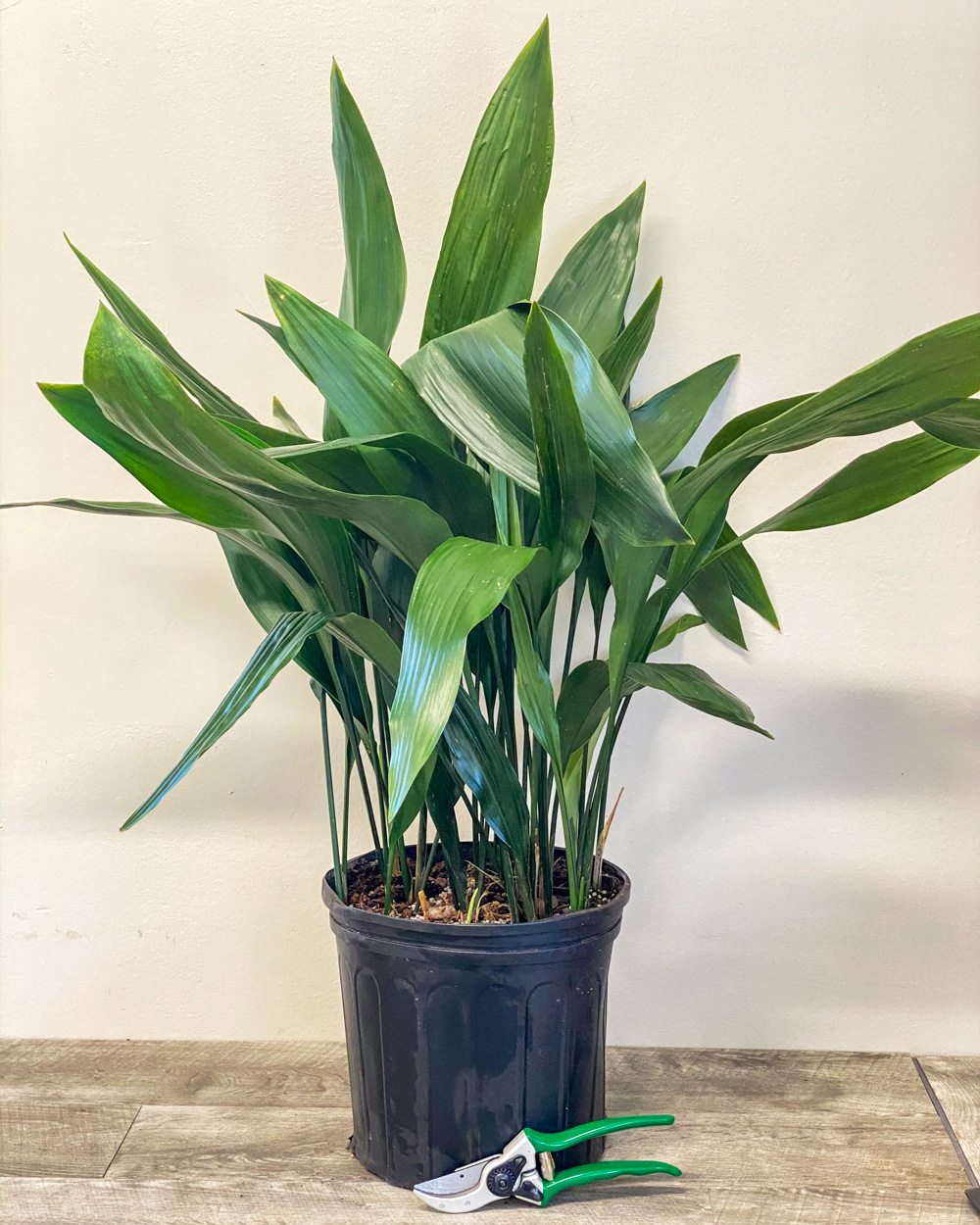 Buy Aspidistra elatior, Cast Iron Plant Free Shipping
