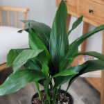 Cast Iron Plant