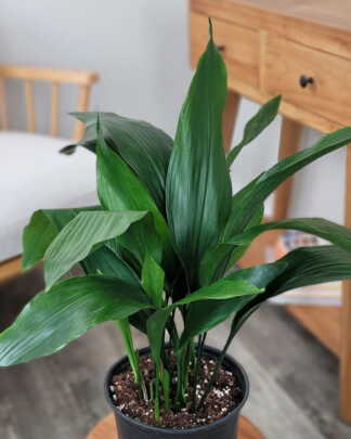 Cast Iron Plant