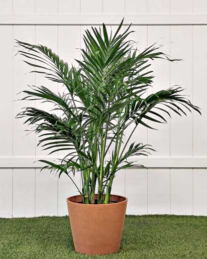 white indoor plant Costa Farms White Knight Philodendron Indoor Plant in 6 in. Self-Watering Planter, Average Shipping Height 1-2 ft. Tall