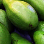Catlaina Avocado