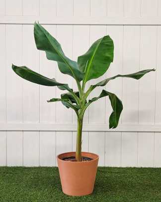 Cavendish Banana Tree - Large