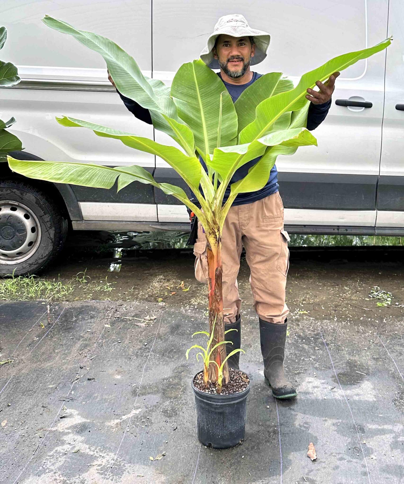 Dwarf Cavendish Banana PlantVine