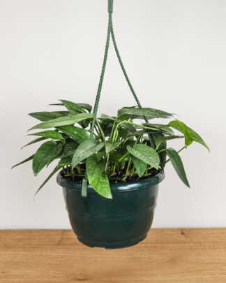 Pothos Cebu Blue
