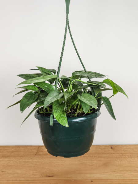 Medium, Hanging Basket