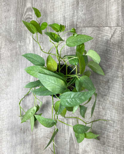 Cebu Blue Pothos
