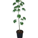 ceiba pentandra large