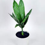 Chamaedorea Metallica