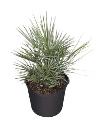 chamaerops humilis cerifera exl