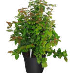 cherry hedge 3g