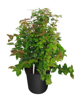 cherry hedge 3g