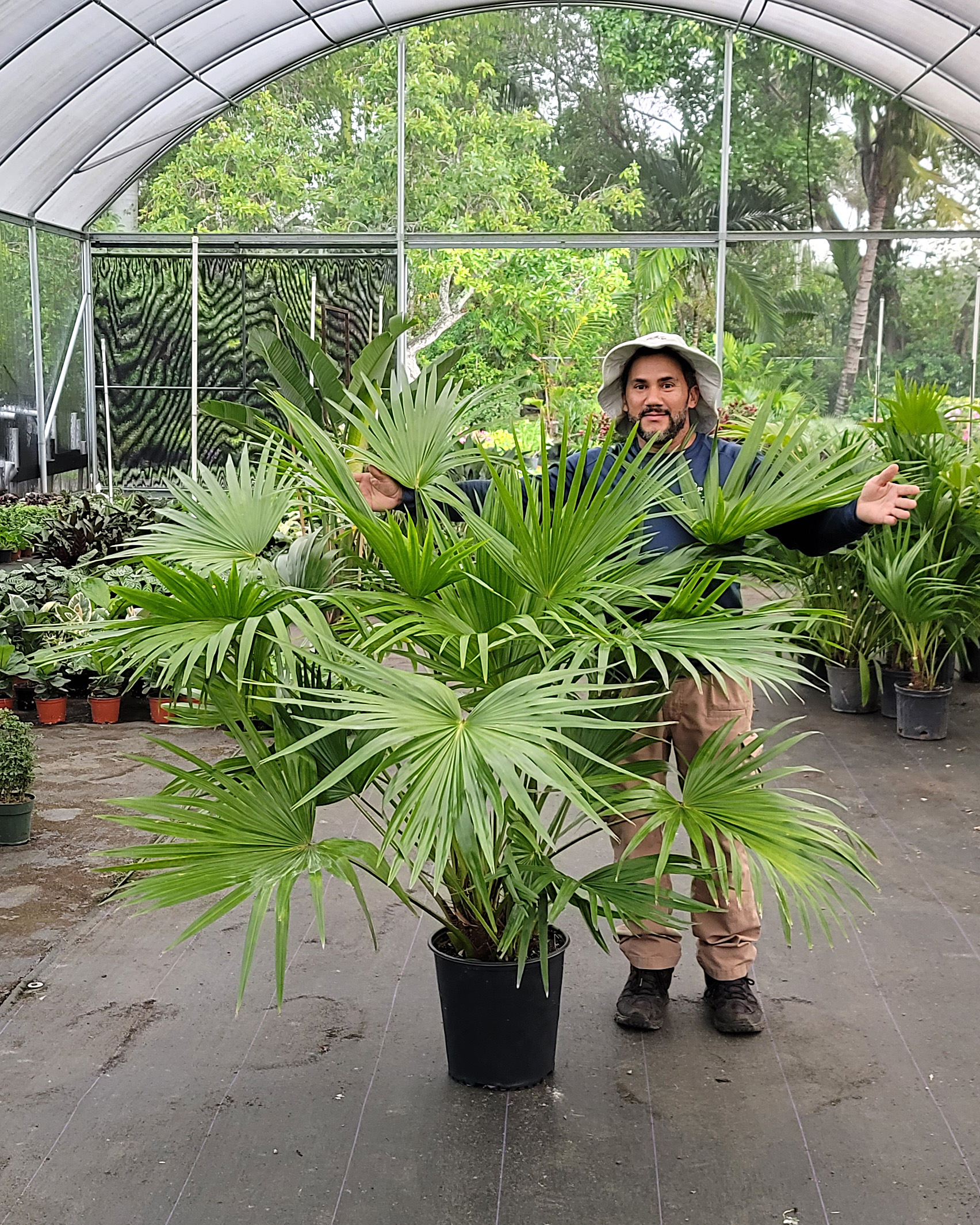 Chinese Fan Palm PlantVine