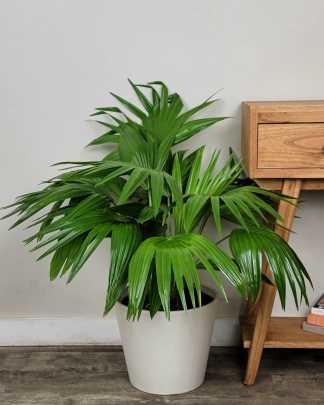 Large