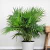 Chinese Fan Palm