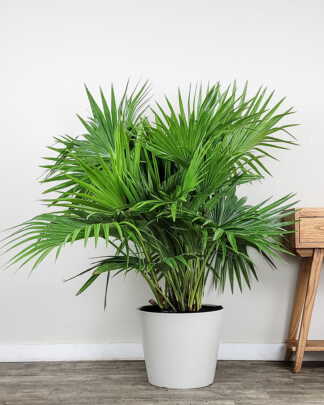 Chinese Fan Palm