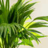 chinese fan palm large leaves
