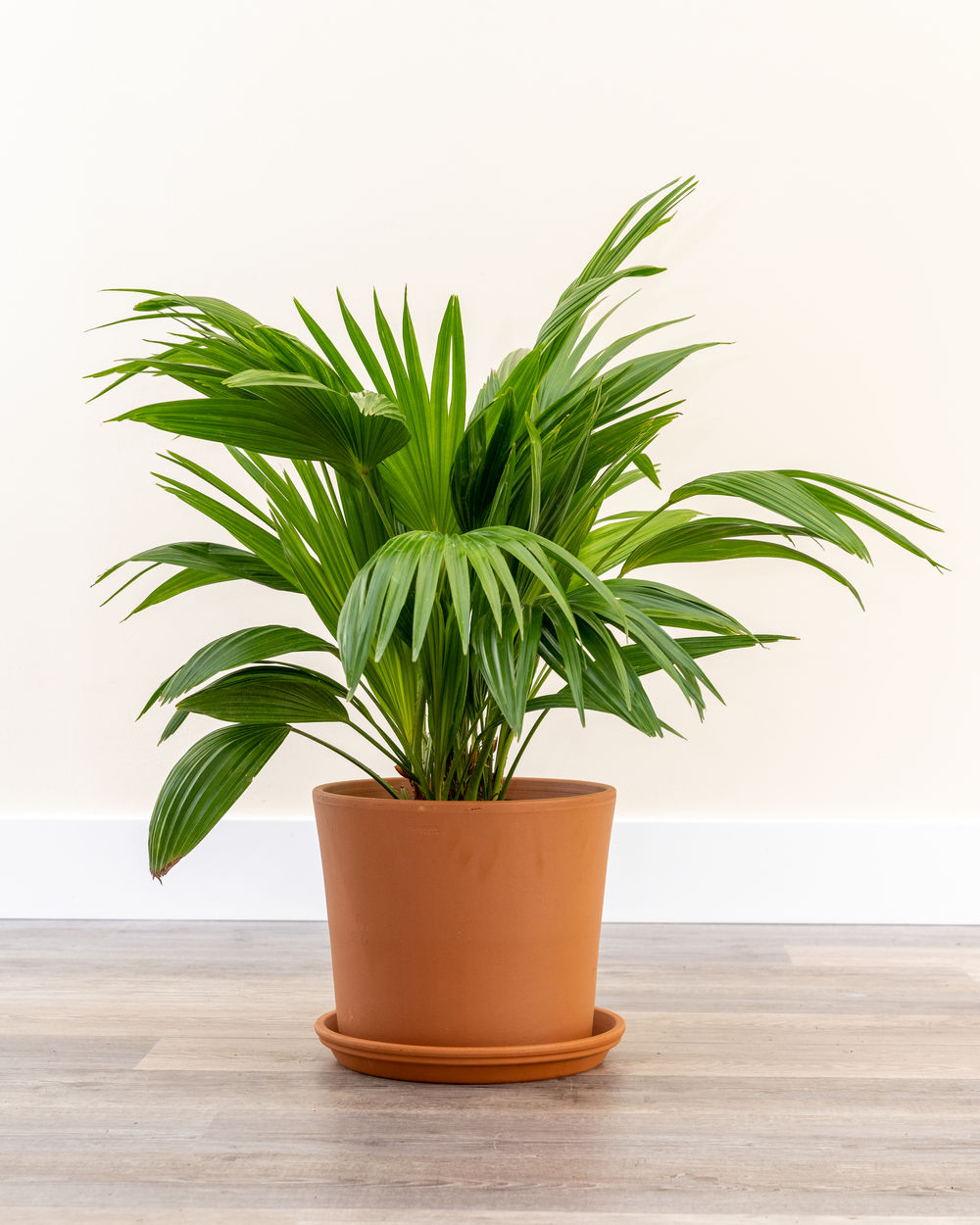 Fan Palm PlantVine