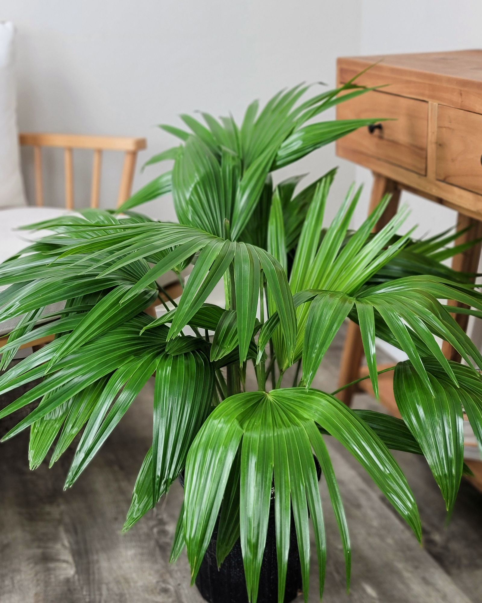 Chinese Fan Palm | PlantVine
