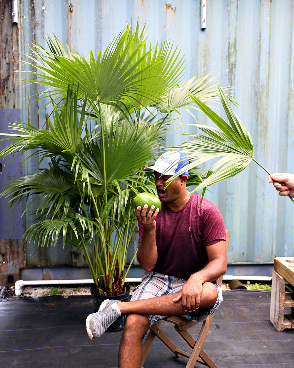 Buy Livistona chinensis, Chinese Fan Palm Free Shipping Buy Livistona chinensis, Chinese Fan Palm Free Shipping