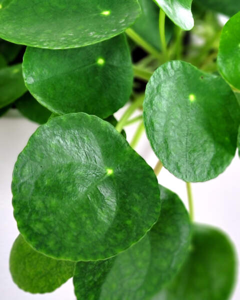Foliage Foliage