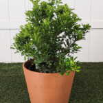 Chinese Perfume Tree