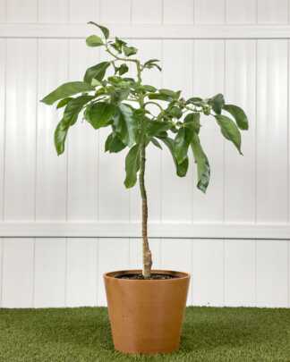 Choquette Avocado