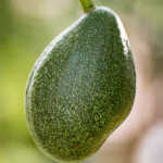 Choquette Avocado