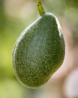 Choquette Avocado