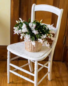 Christmas Cactus