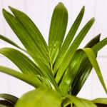 Christmas Palm