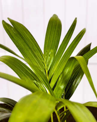 Christmas Palm