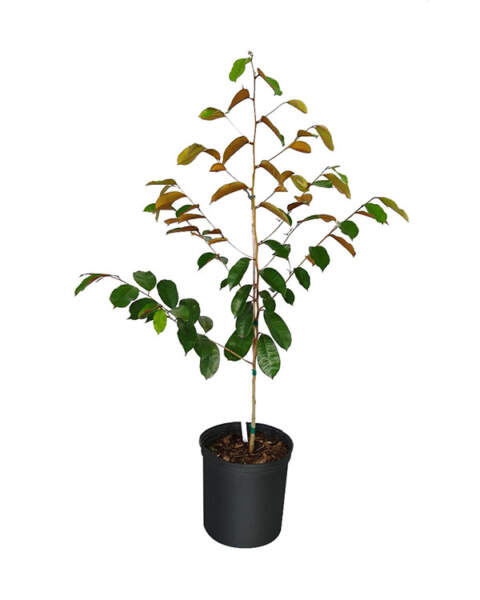 Large Tree