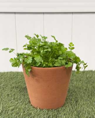Cilantro