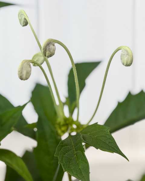 Flower 1