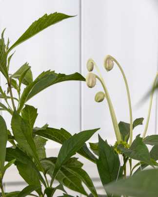 Clerodendrum incisum (musical notes)