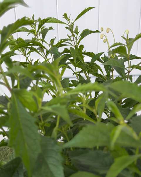 Foliage