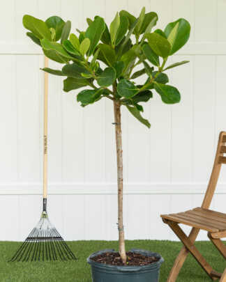clusia auto tree