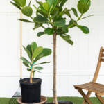 clusia auto tree main