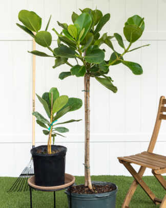 clusia auto tree main