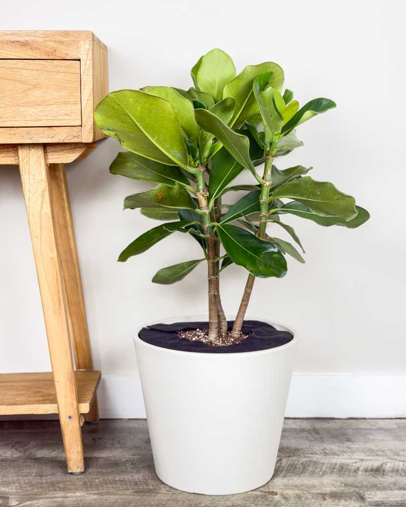 Clusia rosea | PlantVine