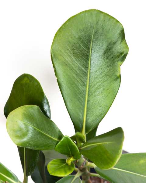 Leaves Leaves