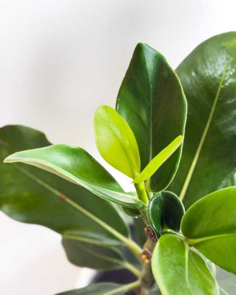 Foliage Foliage