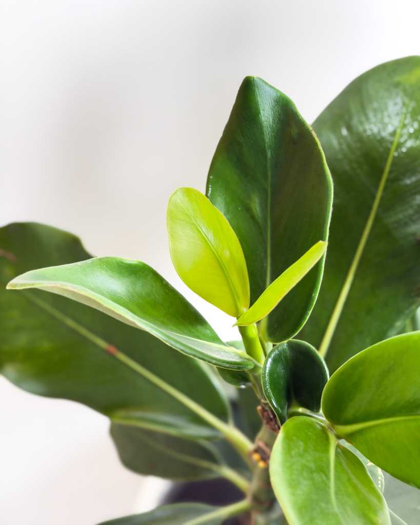 Clusia rosea