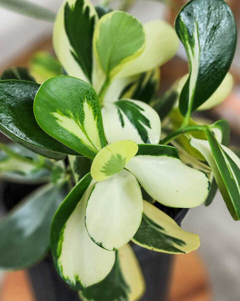 Foliage Foliage
