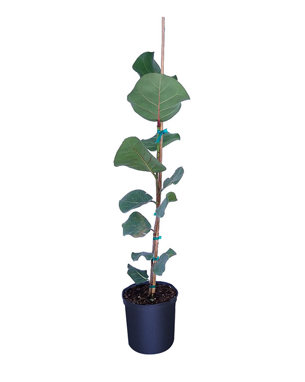 Coccoloba Uvifera Sea Grape Seagrape Plantvine Coccoloba Uvifera Sea Grape Seagrape Plantvine