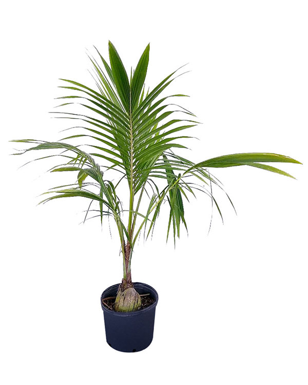 Coconut Palm Tree, Green Malayan Cocos Nucifera | ubicaciondepersonas ...