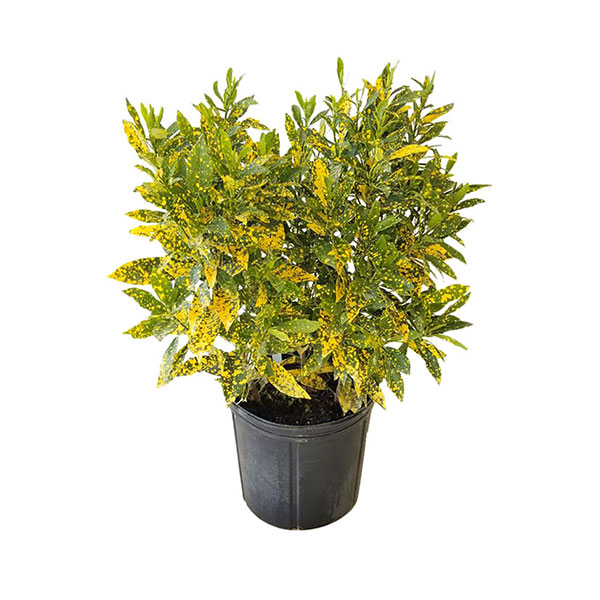 Codiaeum variegatum 'Gold Dust', Croton PlantVine